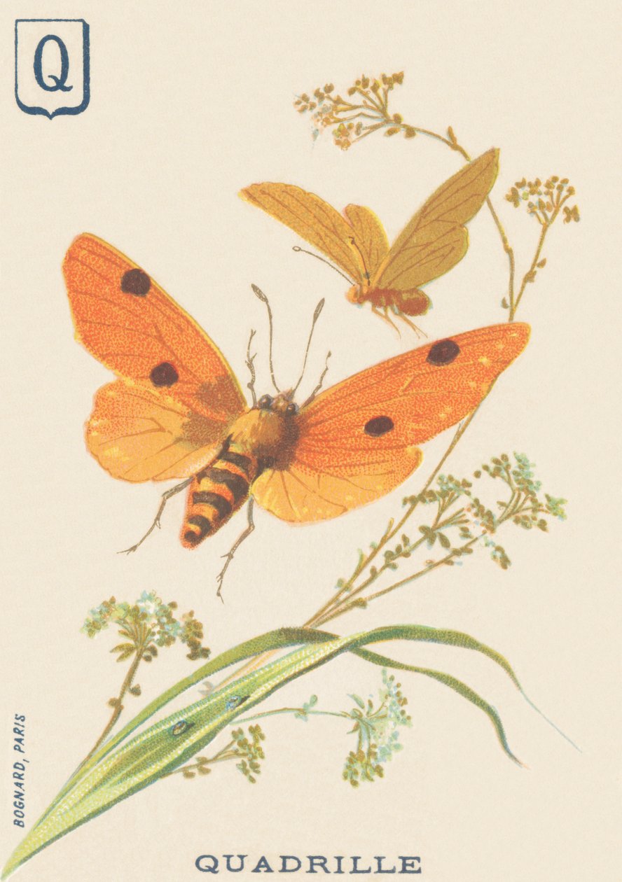Q: Quadrille (Lithosia quadra nebo Lithosie quadrille) od French School