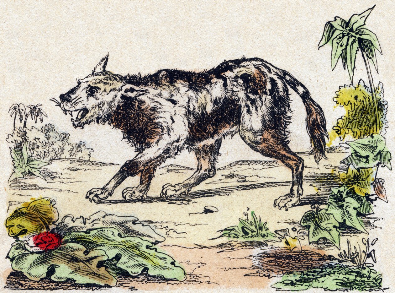 Quachy (druh lvího psa z Jižní Ameriky). Gravírování v „“Abeceda zvířat sauvages““. 9. série. Obrázky Epinal, Pellerin, tiskárna-nakladatel, kolem roku 1870. Rytiny na dřevě, šablona. 16 stran. Rozměr: 20 x 15 cm. Soukromá sbírka od French School