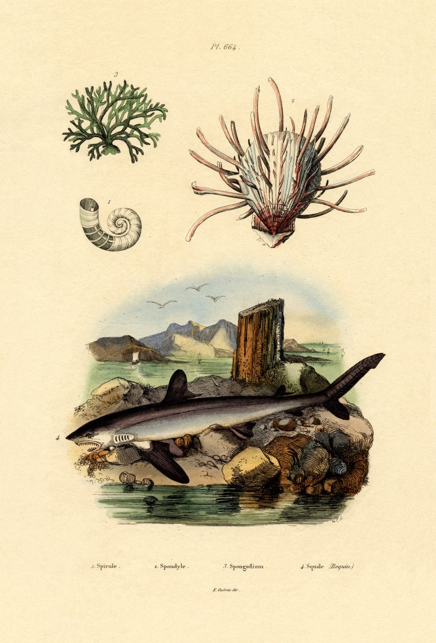 Chobotnice z beraního rohu, 1833-39 od French School