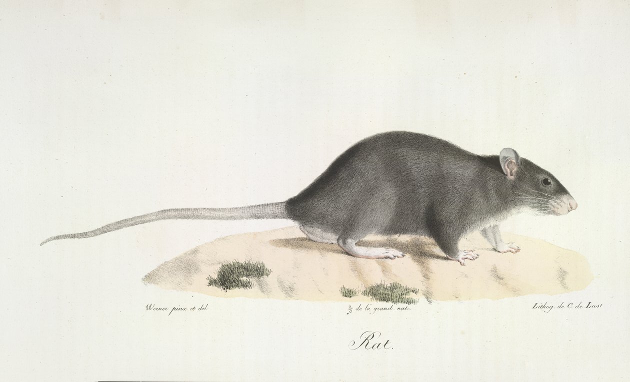 Krysa, z přírodní historie savců (barva litho) od French School