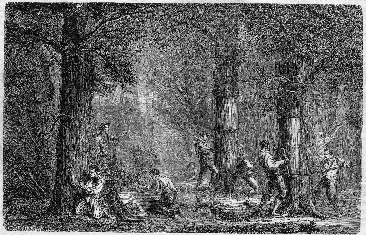 Rekolace kůry dubu poddanského (dub-lige). Gravírování do „“Historie rostlin““ od Louise Figuiera publikované v „“Le Monde Illustré““ č. 399 ze dne 3. prosince 1864. od French School