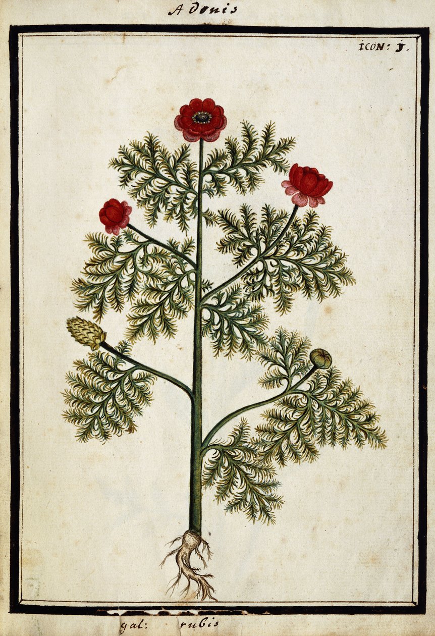Červený Adonis, kolem roku 1700 od French School
