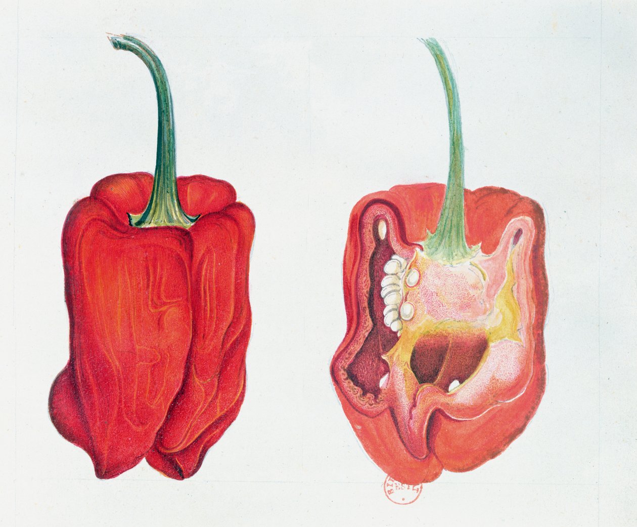 Červená paprika, botanická deska (wc na papíře) od French School