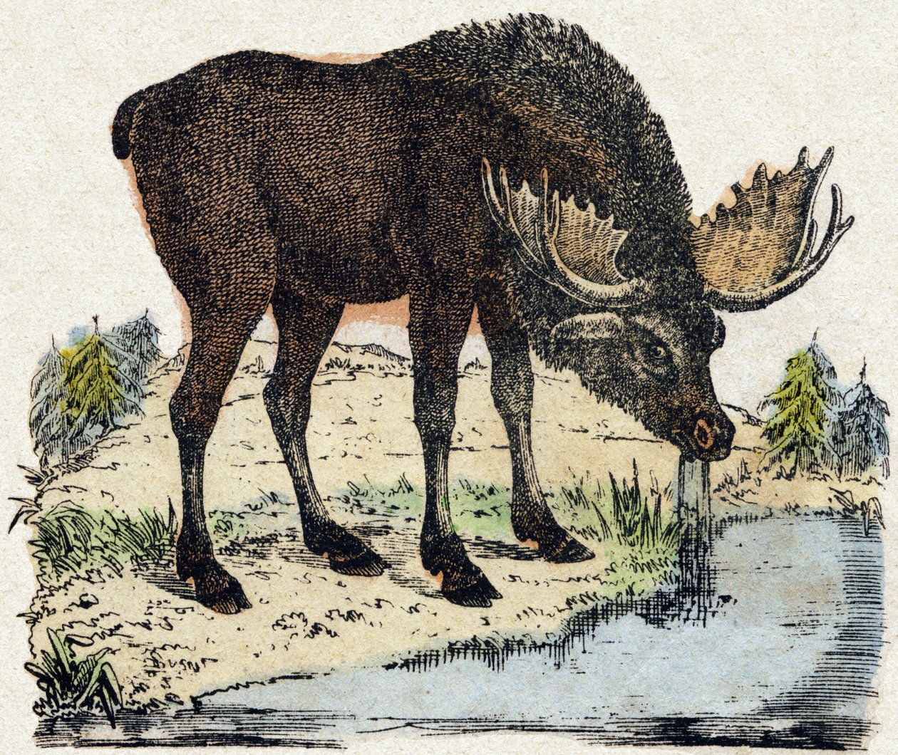 Sob. Gravírování v „“Abeceda zvířat sauvages““. 9. série. Obrázky Epinal, Pellerin, tiskárna-nakladatel, kolem roku 1870. Rytiny na dřevě, šablona. 16 stran. Rozměr: 20 x 15 cm. Soukromá sbírka od French School