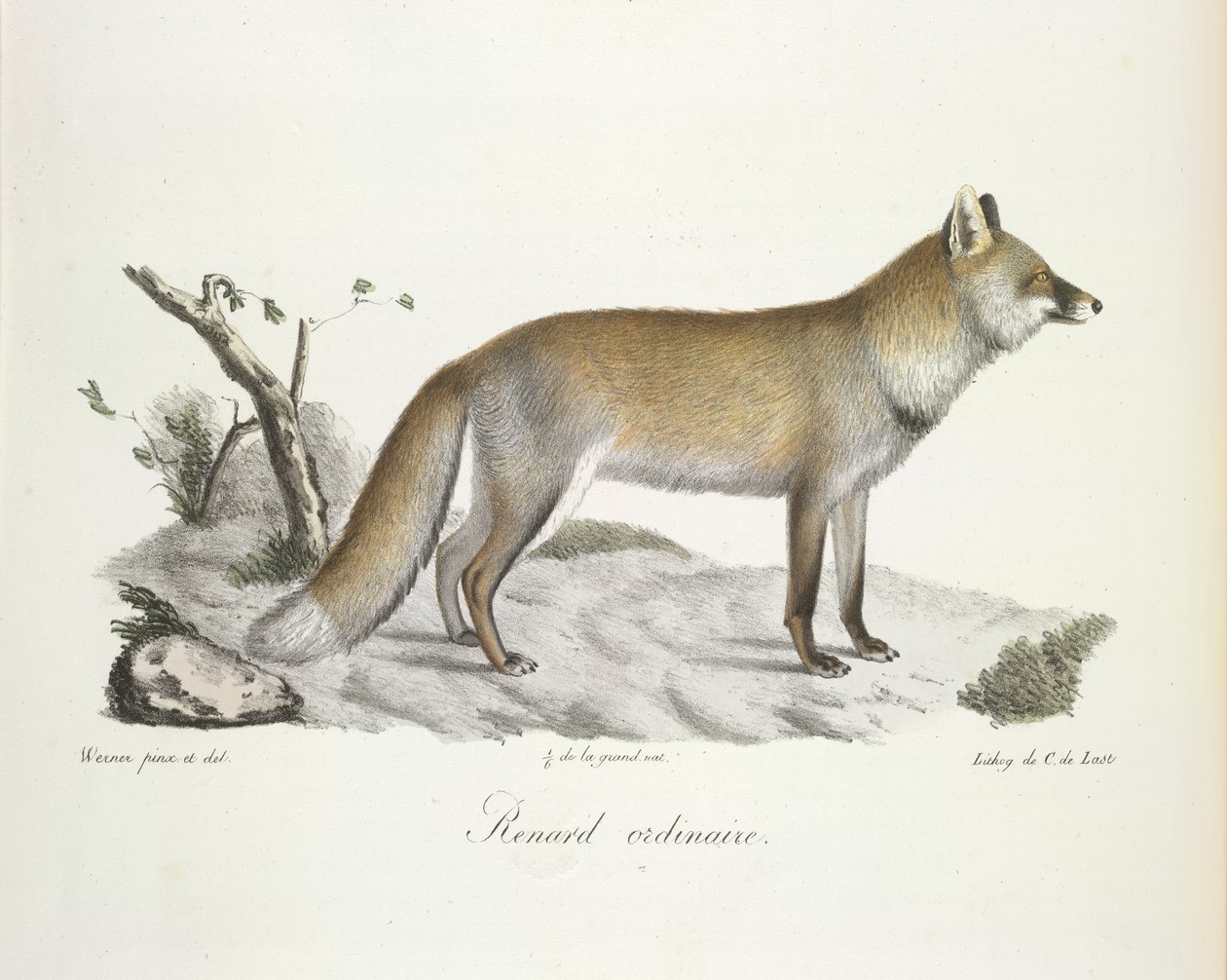Obyčejná liška. Fox, z Natural History of savců (barva litho) od French School
