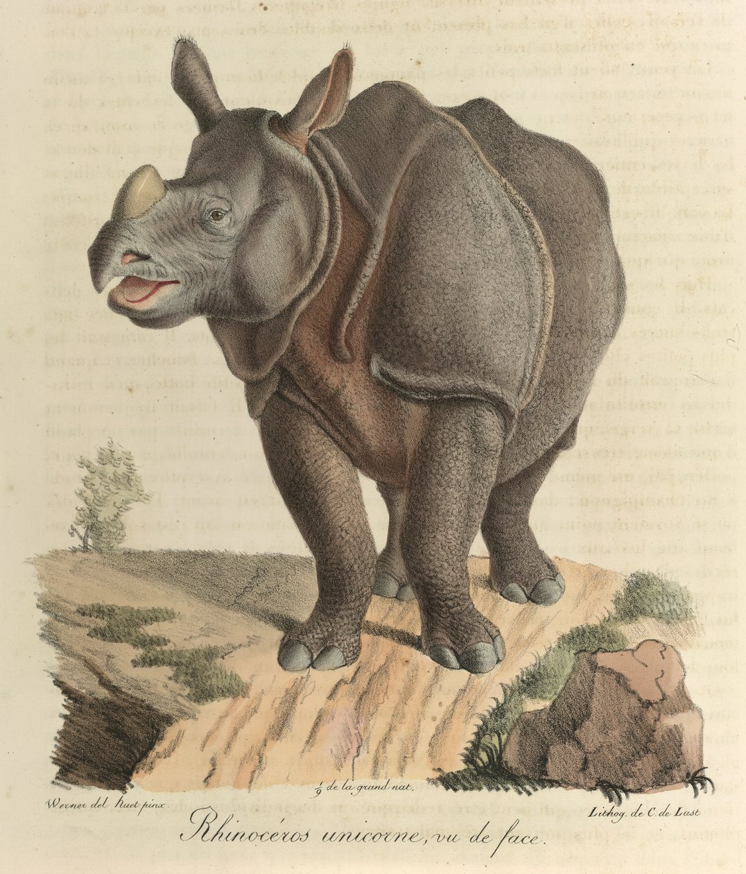 Nosorožec jednorohý. Nosorožec, z „Přírodní historie savců“ (barva litho) od French School