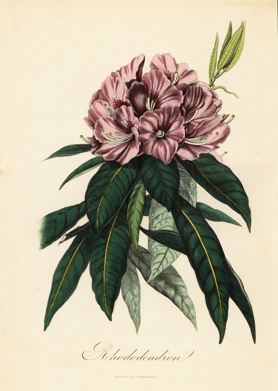Rhododendron, Rhododendron javanicum od French School