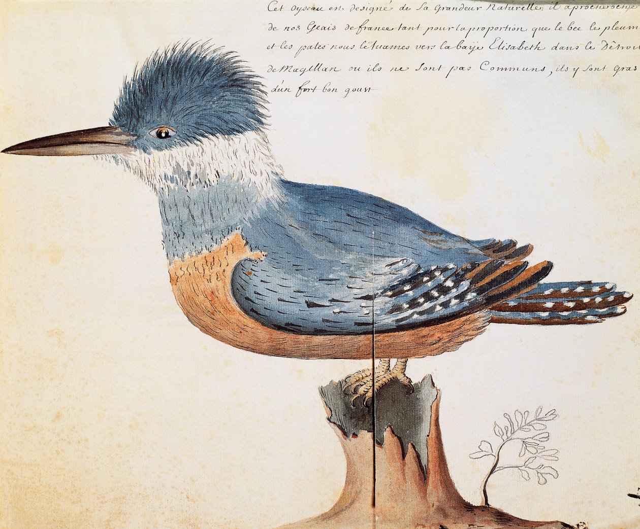 Ledňáček říční (Megaceryle torquata), Elizabeth Bay, Magellanův průliv, akvarel z lodního deníku od Jacquese Gouina de Beauchesne (1652-1730), kapitána Compagnie royale de la Mer du Sud, od roku 1698 do roku 1701, Francie od French School