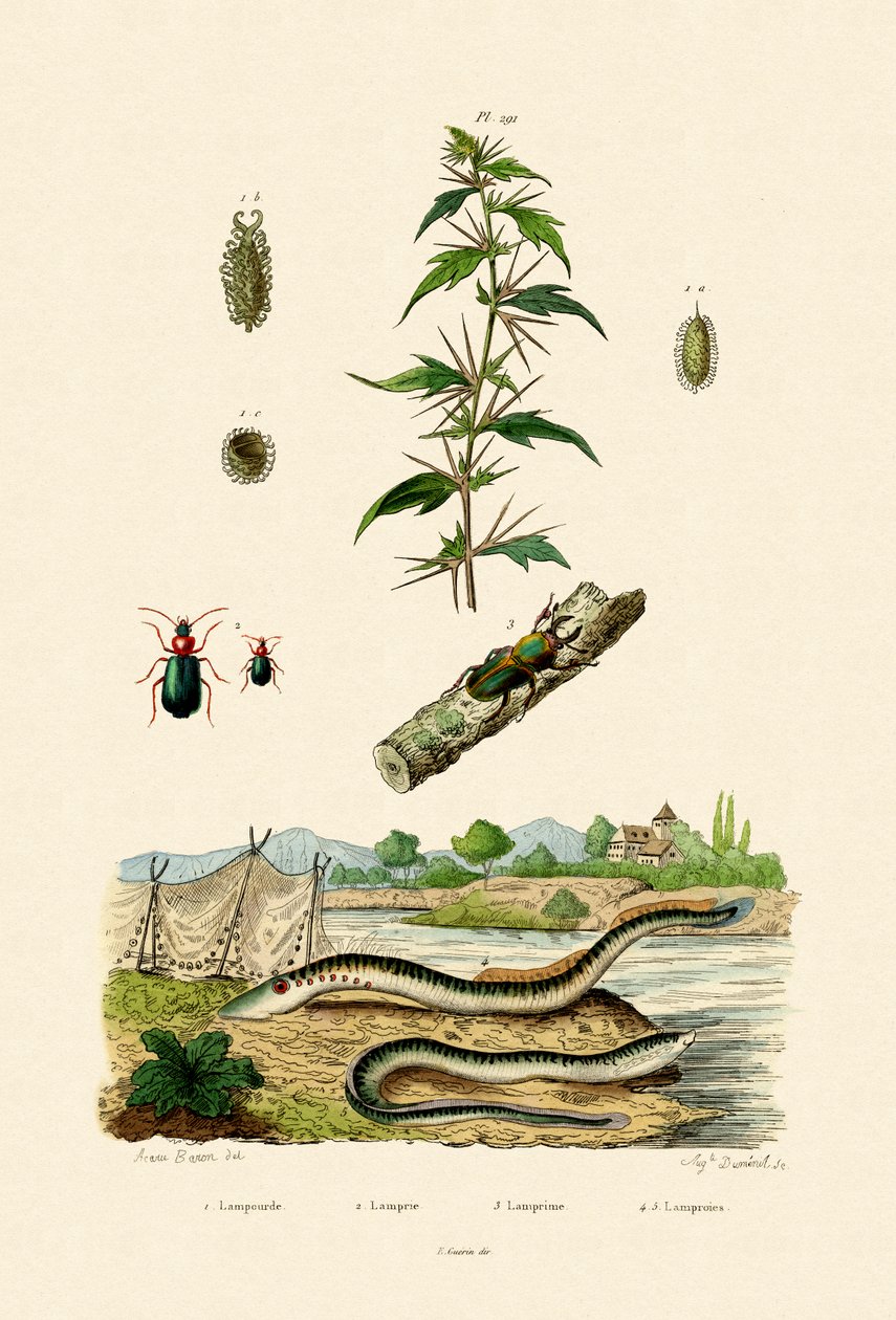 Rough Cockleburr, 1833-39 od French School