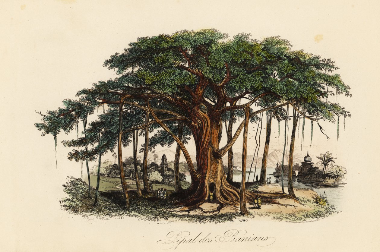 Posvátný fíkovník, Ficus religiosa, také známý jako bodhi strom, banian tree, banyan tree, pippala tree, peepul tree, peepal tree nebo ashwattha tree od French School
