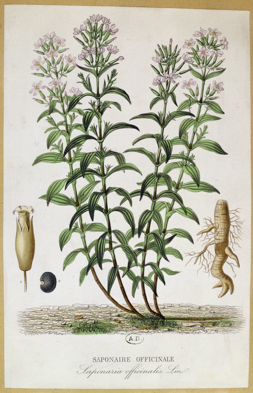 Saponaria officinalis, 19. století (barevná rytina) od French School