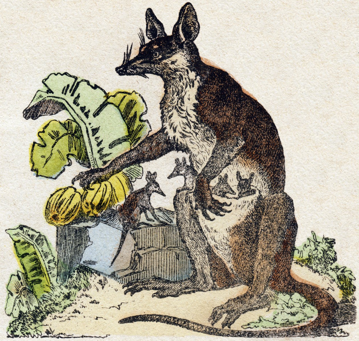 Sarigue (possum). Gravírování v „“Abeceda zvířat sauvages““. 9. série. Obrázky Epinal, Pellerin, tiskárna-nakladatel, kolem roku 1870. Rytiny na dřevě, šablona. 16 stran. Rozměr: 20 x 15 cm. Soukromá sbírka od French School