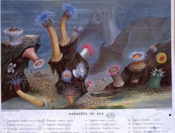 Sasanky, z knihy vydané Hachette (barevné litho) od French School