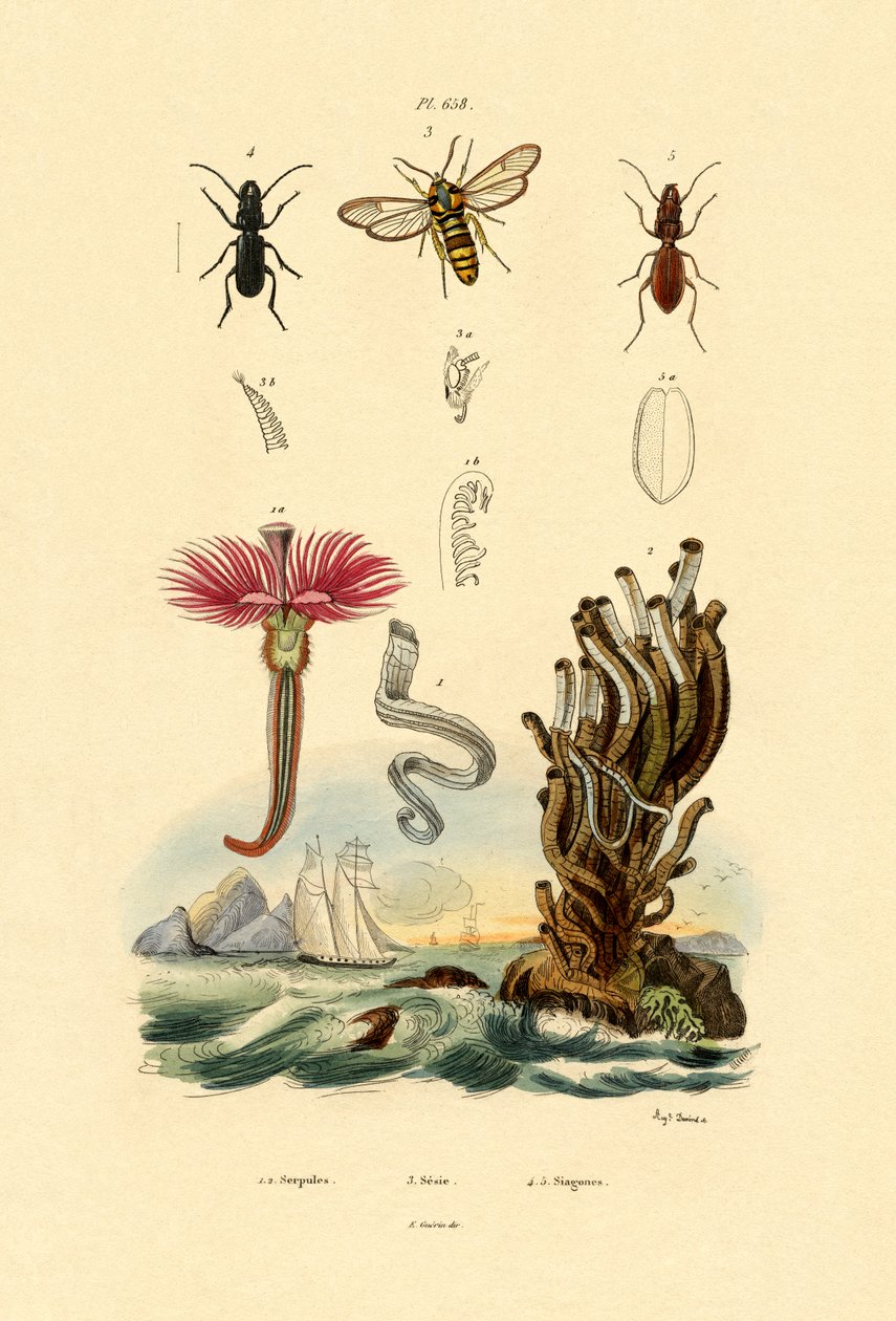 Serpulidy, 1833-39 od French School
