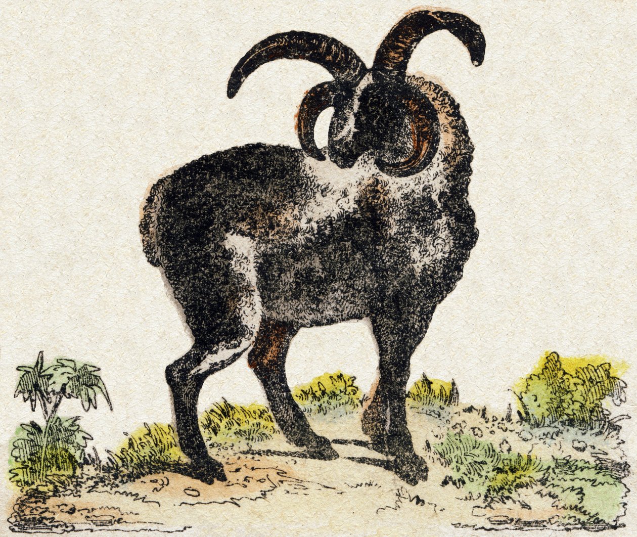 Ovce. Gravírování v „“Abeceda zvířat sauvages““. 9. série. Obrázky Epinal, Pellerin, tiskárna-nakladatel, kolem roku 1870. Rytiny na dřevě, šablona. 16 stran. Rozměr: 20 x 15 cm. Soukromá sbírka od French School