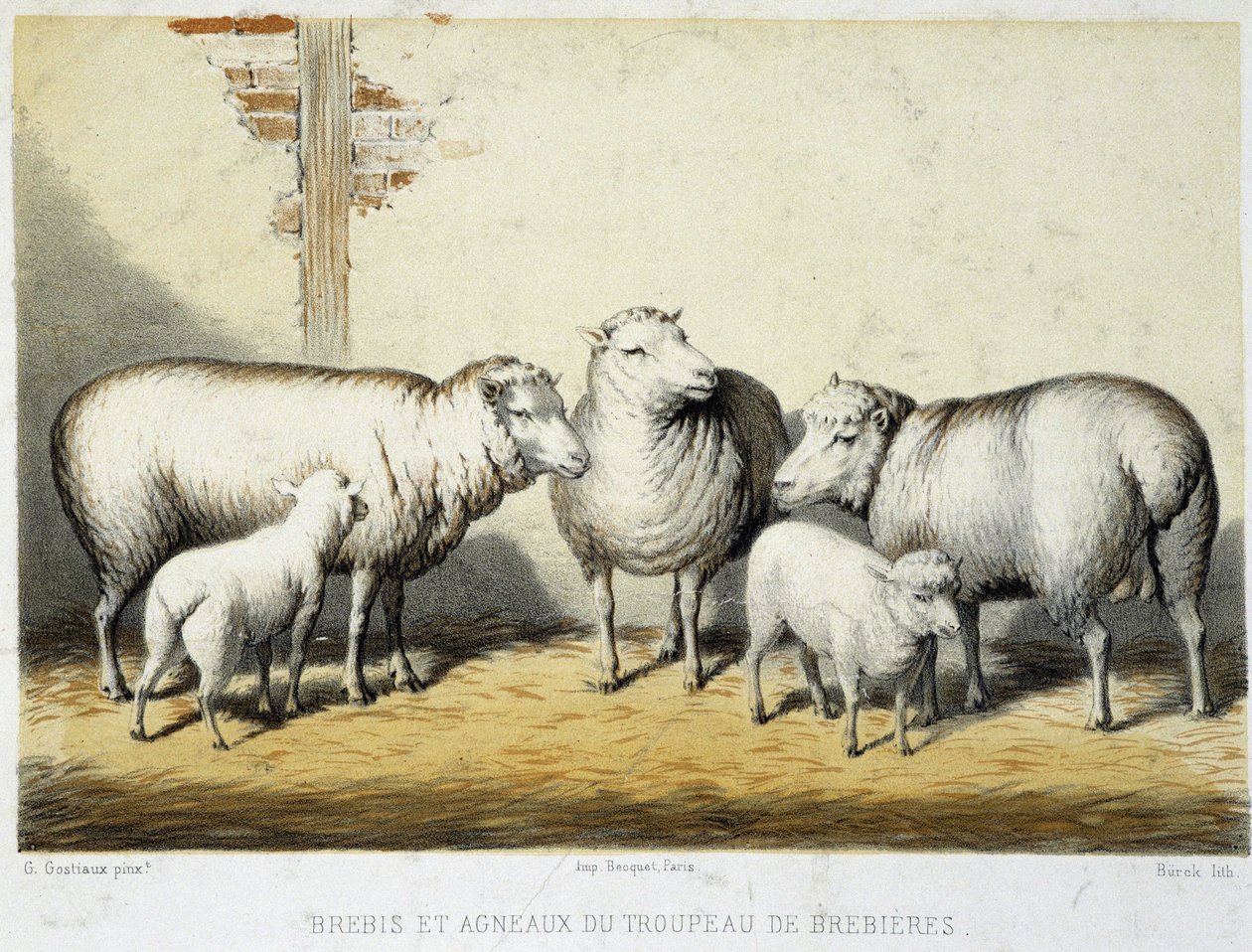Ovce a jehňata stáda Brebières - Litografie od French School