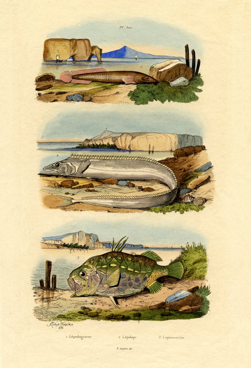 Shore Clingfish, 1833-39 od French School