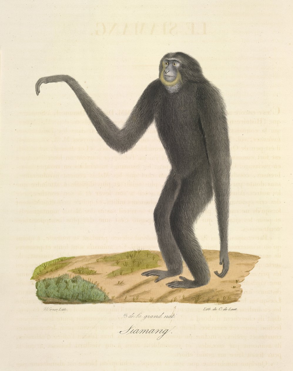 Siamang, z Přírodní historie savců (barevné lito) od French School