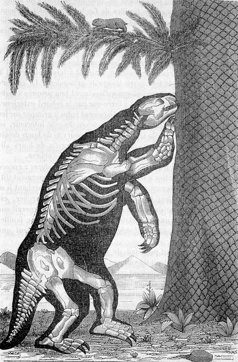 Kostra megatheria - v „Svět před stvořením člověka“ od Camille Flammarion od French School