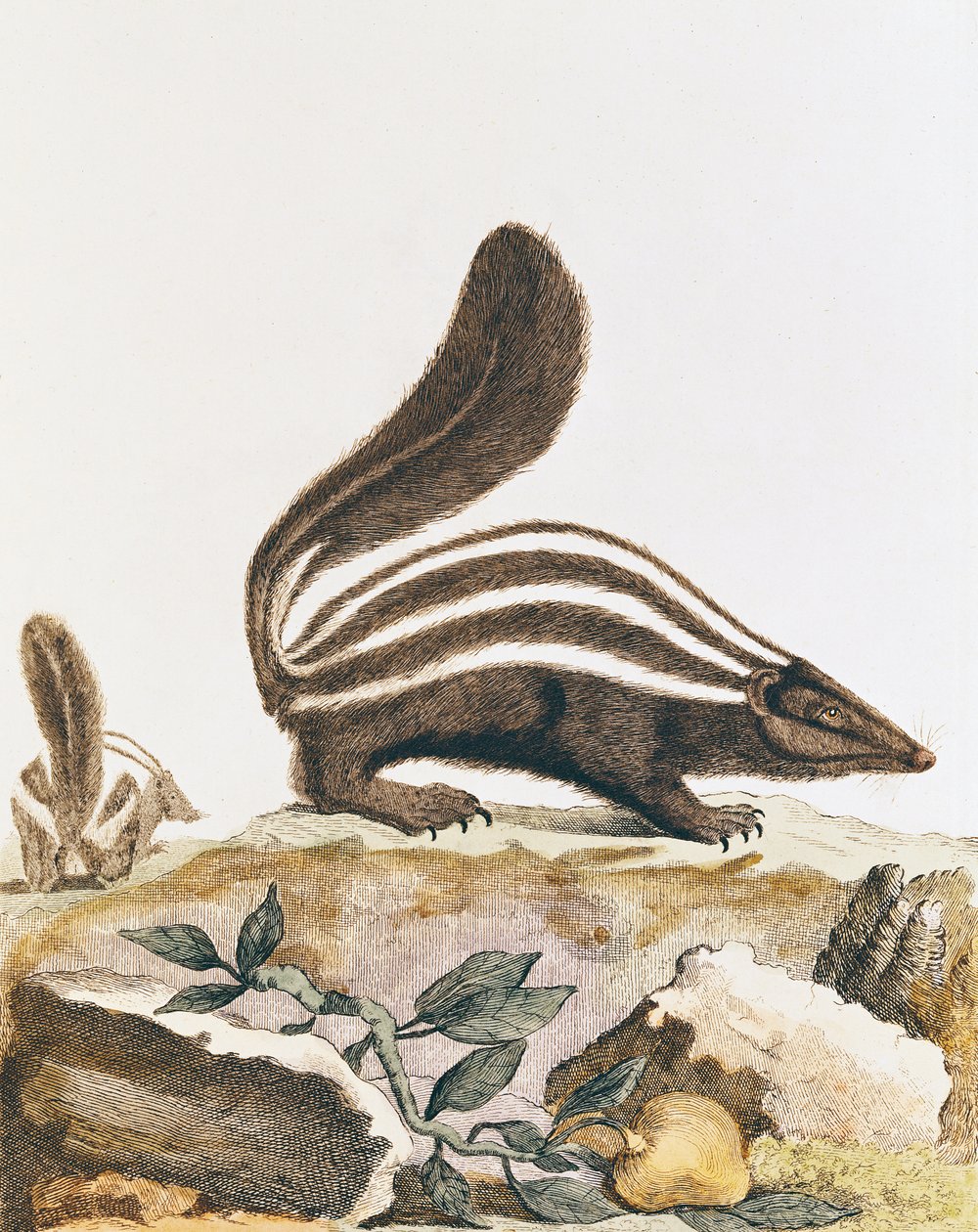 Skunk, z 
