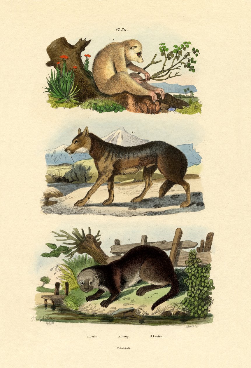 Lenost Opice, 1833-39 od French School