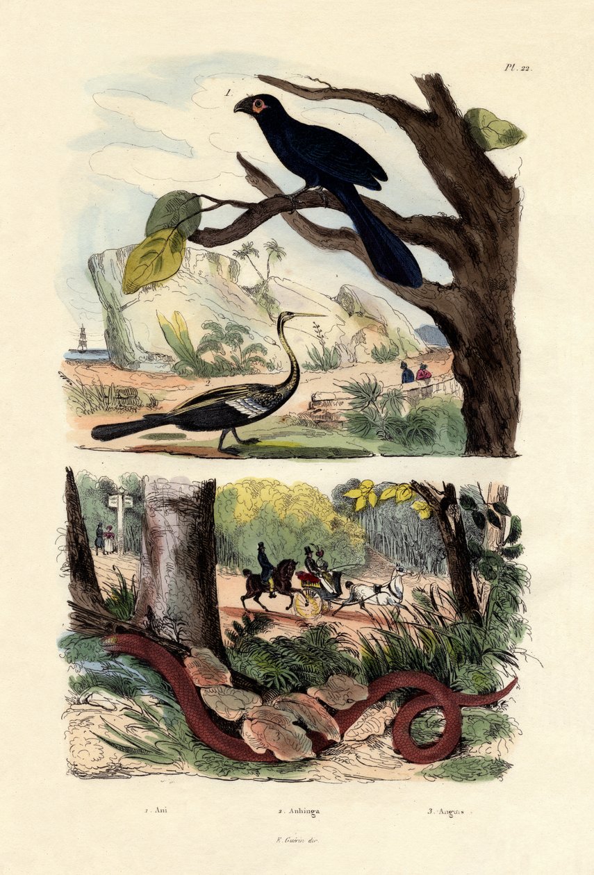 Ani hladkozobý, 1833-39 od French School