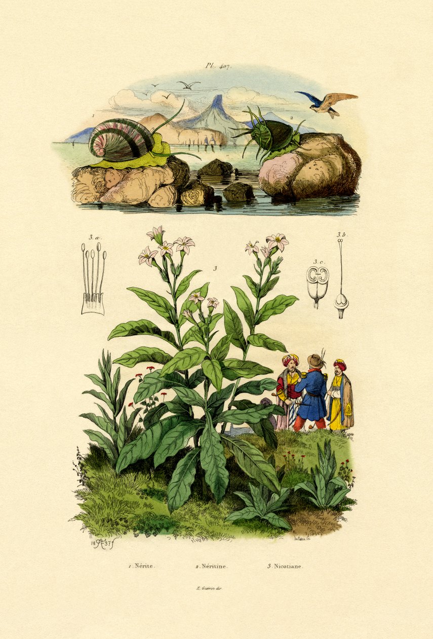 Šneci, 1833-39 od French School