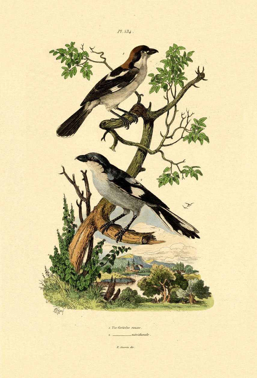 Jižní Grey Shrike, 1833-39 od French School