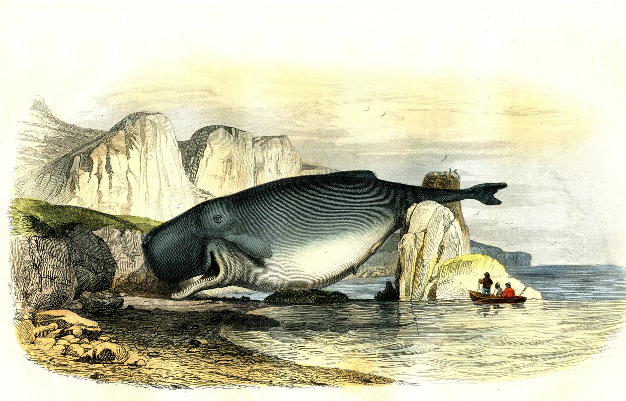 Vorvaň (Physeter macrocephalus) - Planche extrahovaný z Histoire Naturelle Bernardem Germainem de Lacepede (1856-1925), vydání P.Furme, Paříž od French School