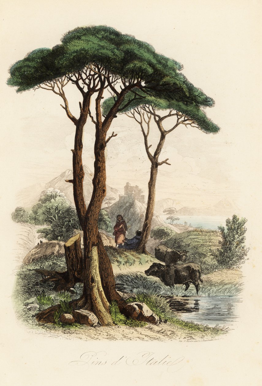 Kamenná borovice, Pinus pinea, také známá jako italská kamenná borovice, deštníková borovice a sluneční borovice od French School