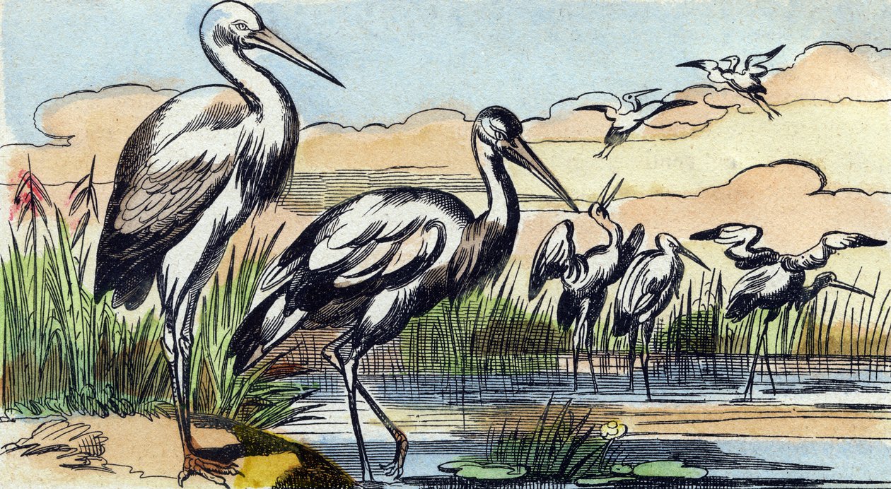 Čáp. Rytina "Buffon Alphabet des Oiseaux n 1". 3. série N 1. Zobrazování Epinalu, Epinal, konec 19. století. 16 stran. Rozměr: 28 x 21 cm od French School