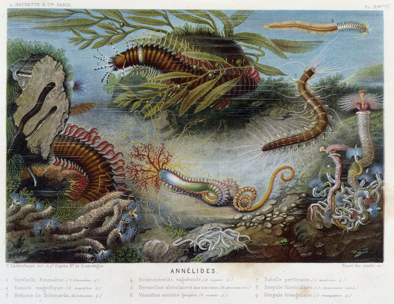 Sunapte de Duvernoy - v „“Le Monde de la Mer““ od Alfreda Fredola. vyd. Paříž, Hackette. od French School