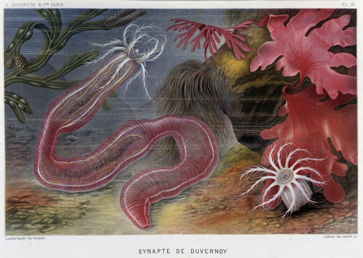 Sunapte de Duvernoy - v „“Le Monde de la Mer““ od Alfreda Fredola. vyd. Paříž, Hackette. od French School