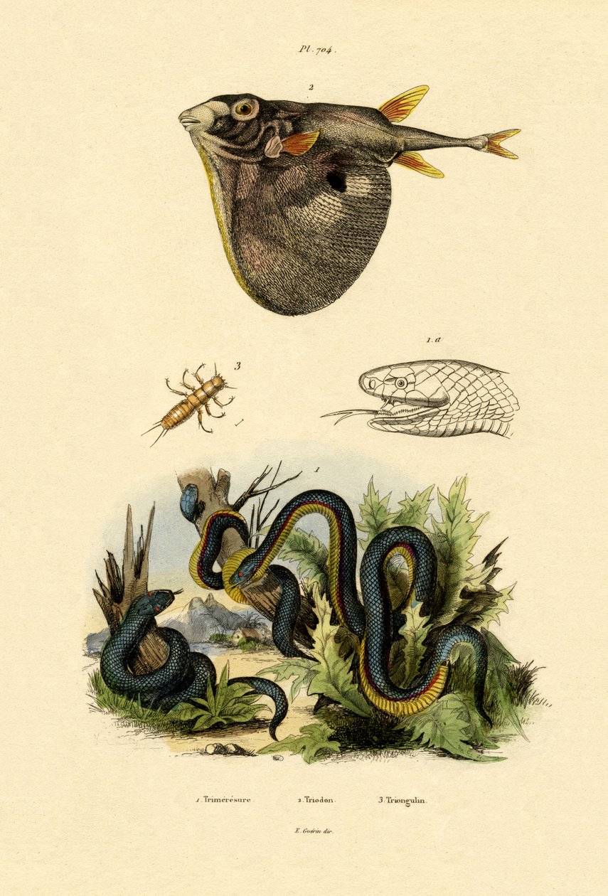 Taiwan Habu, 1833-39 od French School