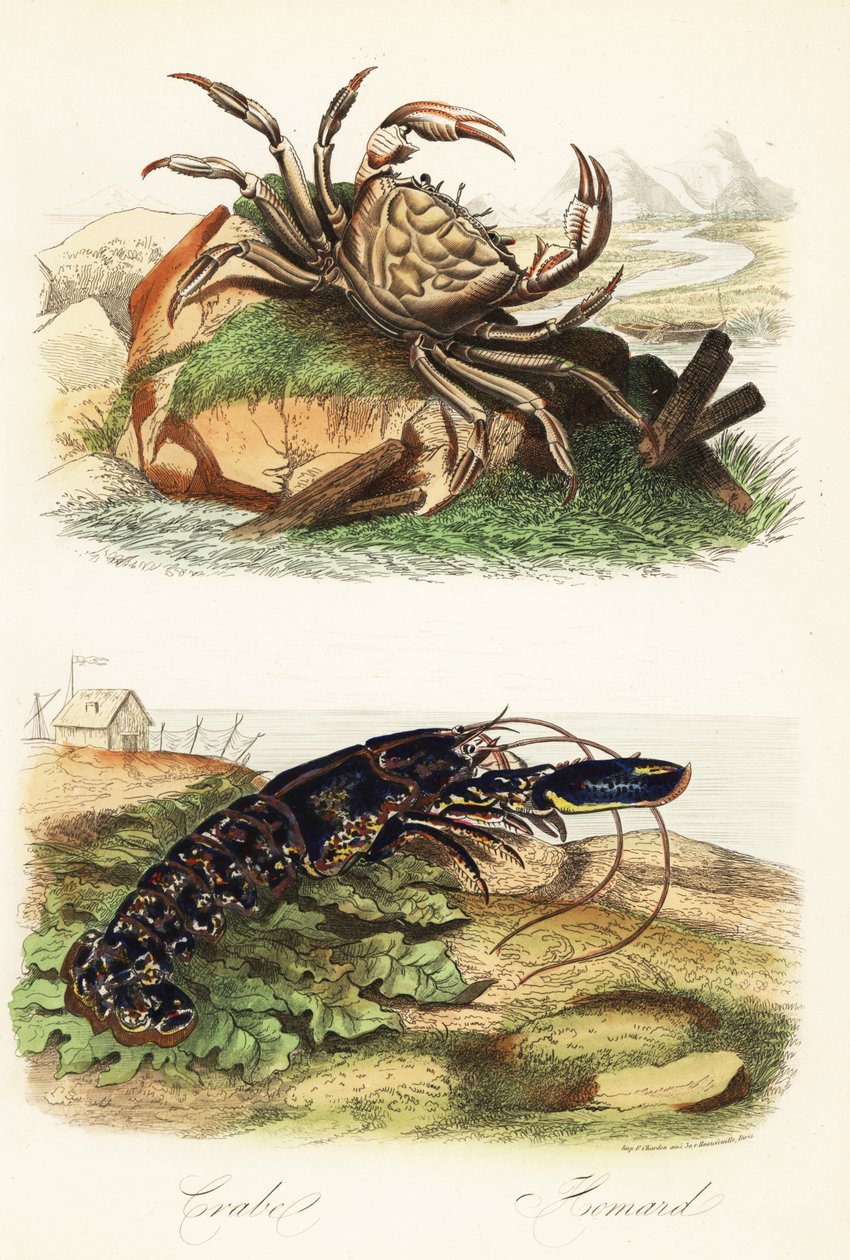 Krab tasmánský, Pseudocarcinus gigas, a humr evropský, Homarus gammarus od French School