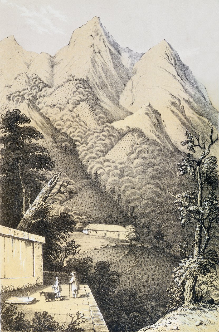 Čajové plantáže v čínské čtvrti zeleného čaje, převzato z knihy Cesta do čajových zemí Číny, poprvé publikované v roce 1852, Robert Fortune (1812-1880) od French School