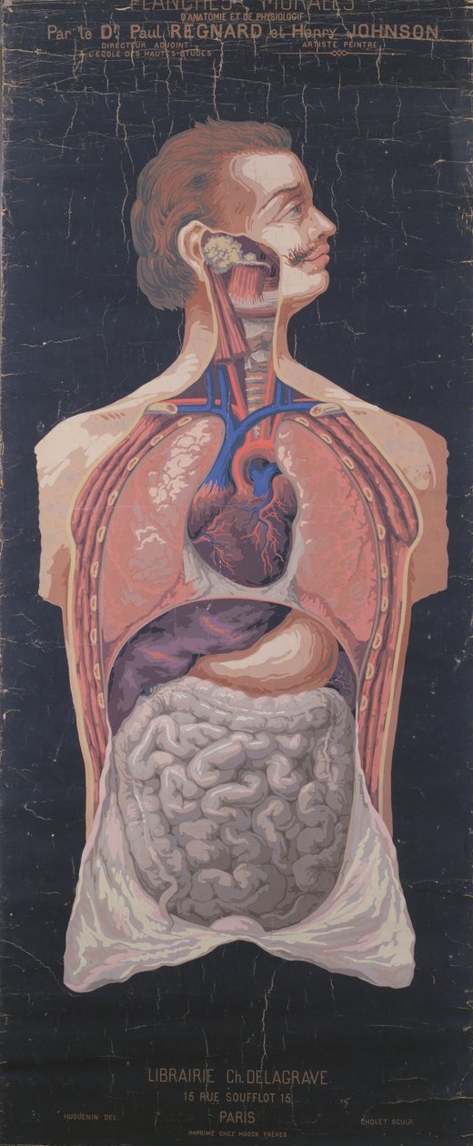Hrudník a žaludek, z Planches Murales dAnatomie et de Physiologie od Dr. Paula Regnarda a Henryho Johnsona od French School