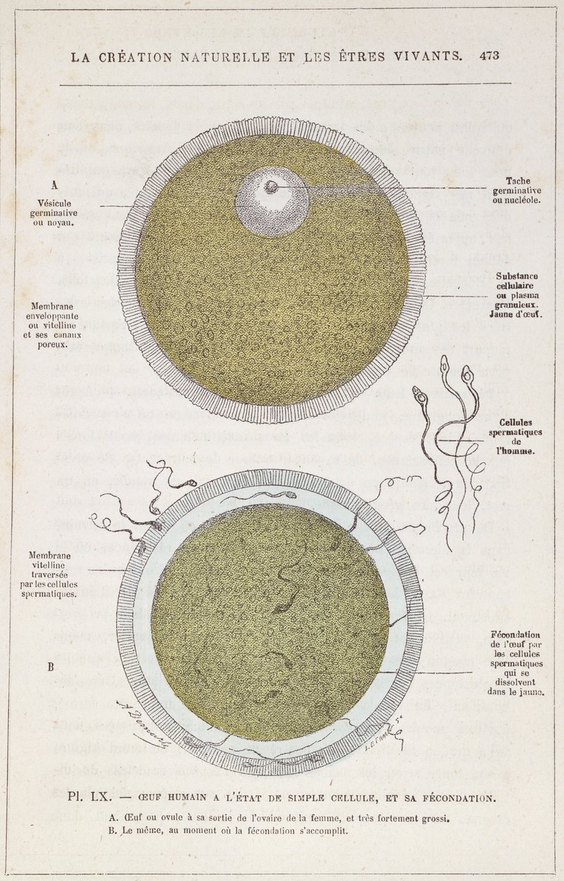Oplodnění lidského vajíčka, z La Creation Naturelle et les Etres Vivants od Dr. J. Rengade, kolem roku 1880 od French School