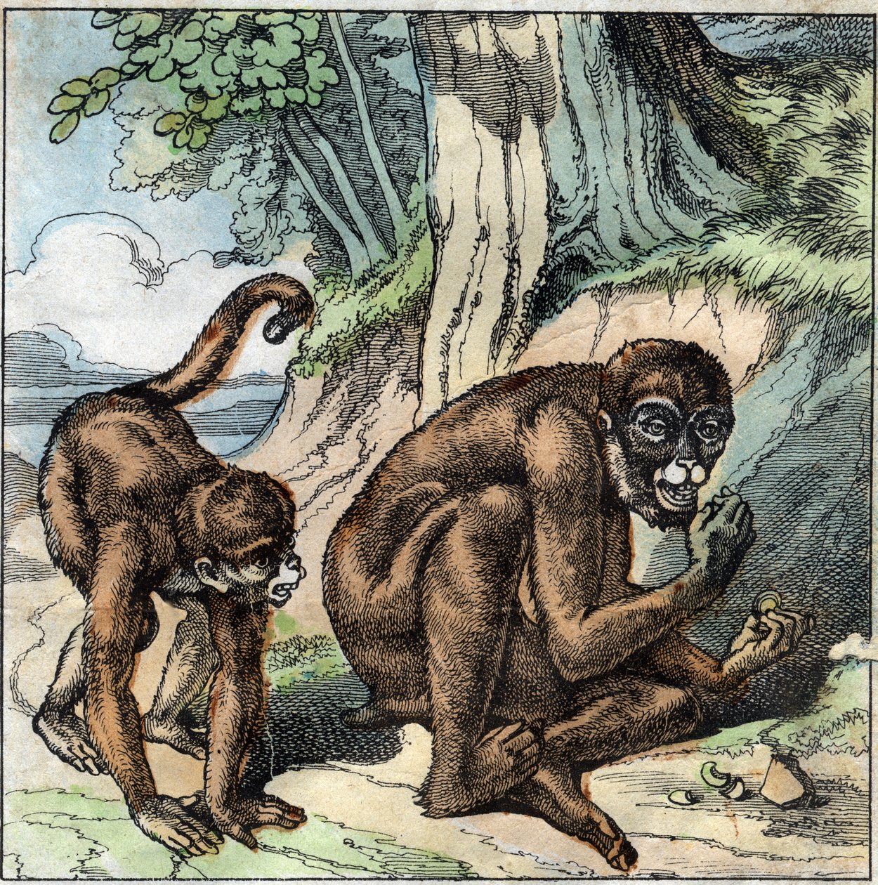 Opice a ořech. Bajka Jean-Pierre-Claris (Jean Pierre Claris) Florian (1755-1794), prozaik, básník a fabulista French. Ilustrace konce 19. století. od French School