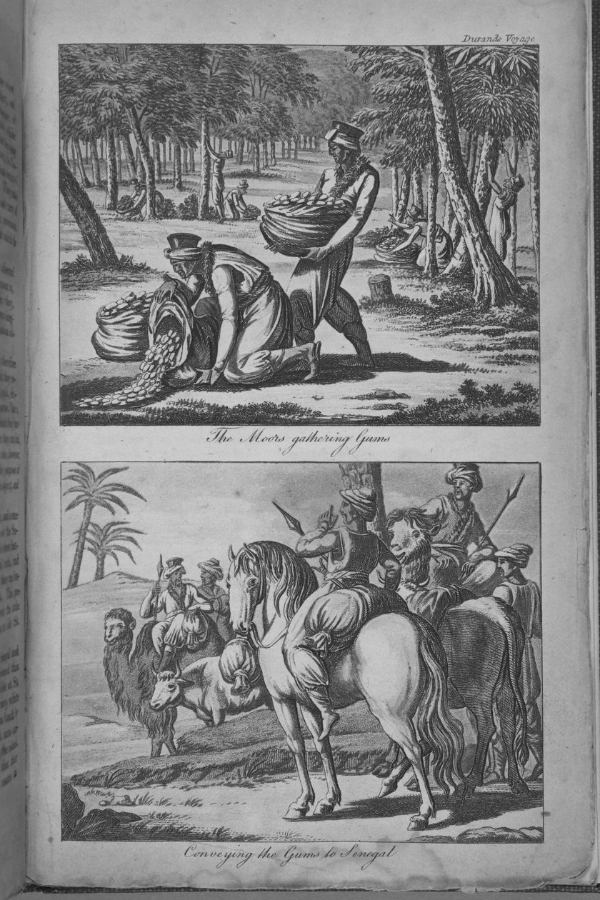 Maurové sbírají žvýkačky a přenášejí žvýkačky do Senegalu, ilustrace z 