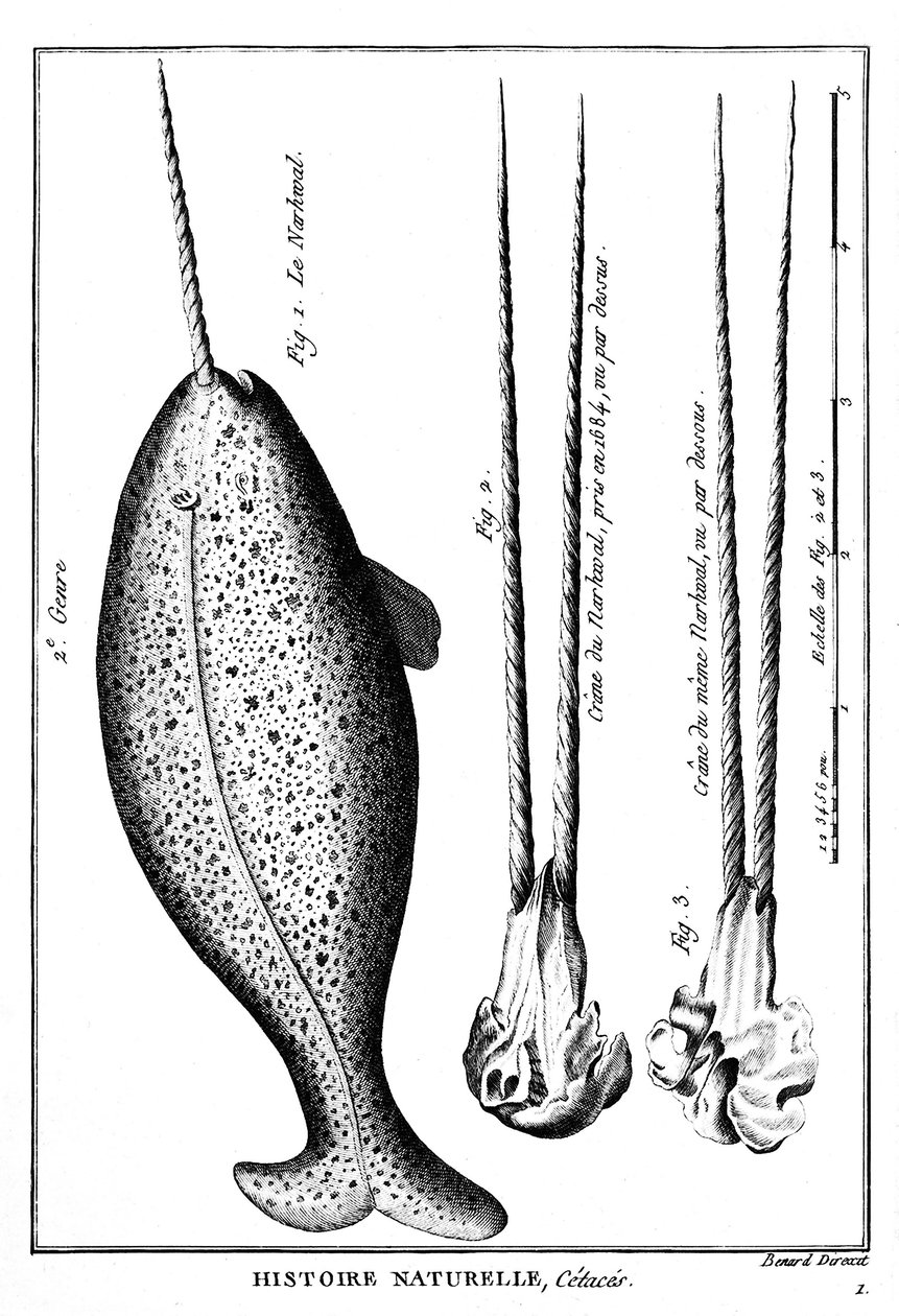 Narwhal nebo Narwhal, kytovec - v „“ Histoire naturelle““ - rytina, n.d. od French School