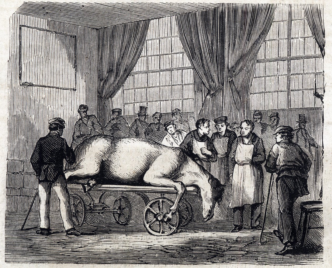 Národní veterinární škola v Alfortu - Les grandes écoles de France - Veterinární škola v Maison Alfort v roce 1866 - Operační sál - Rytina v „Le monde illustrious“ z roku 1866 od French School