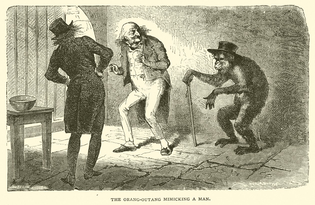Orangutan napodobující člověka (rytina) od French School