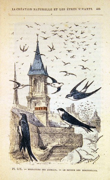 Návrat vlaštovek. kolem roku 1880 (barevná rytina) od French School