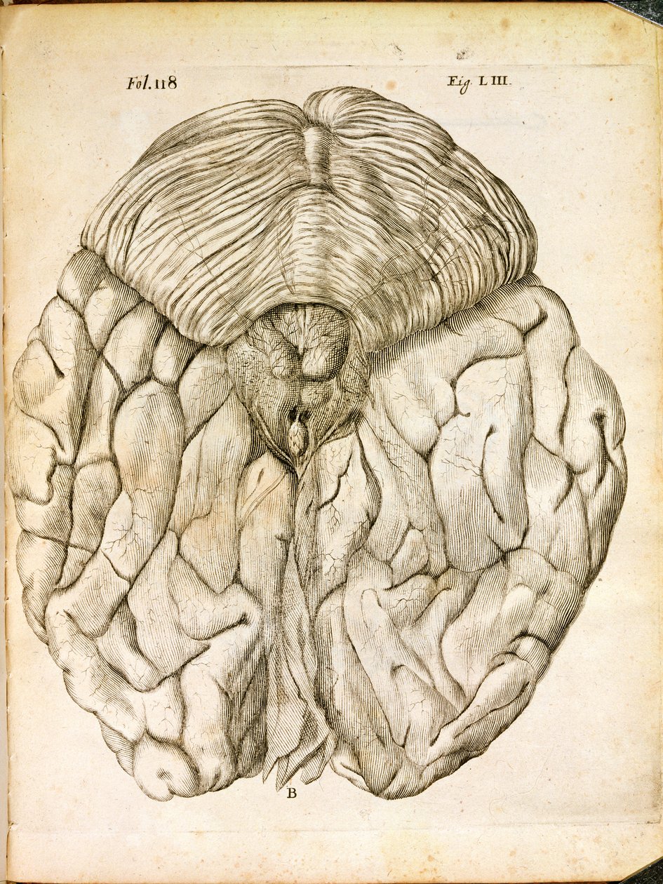 Struktura mozku, z De Homine Figuris od René Descartes (1596-1650), publikovaná v Haagu, 1662 od French School