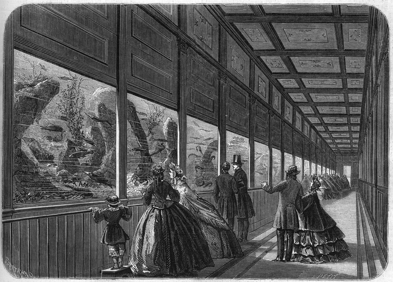 Akvárium pařížské aklimatizační zahrady v roce 1863. od French School