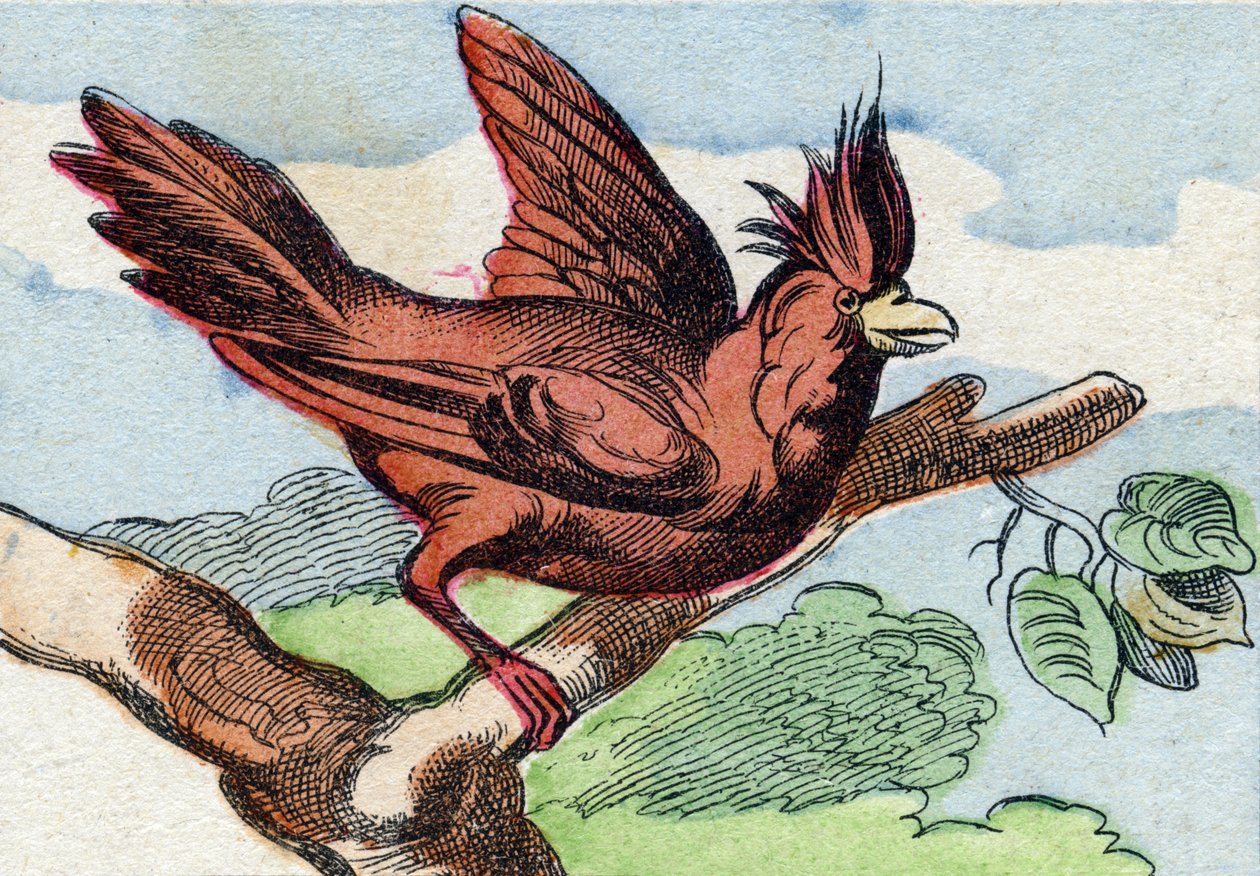 Kardinál. Rytina "Buffon Alphabet des Oiseaux n 2". 3. série N 2. Zobrazování Epinalu, Epinal, konec 19. století. 16 stran. Rozměr: 28 x 21 cm od French School