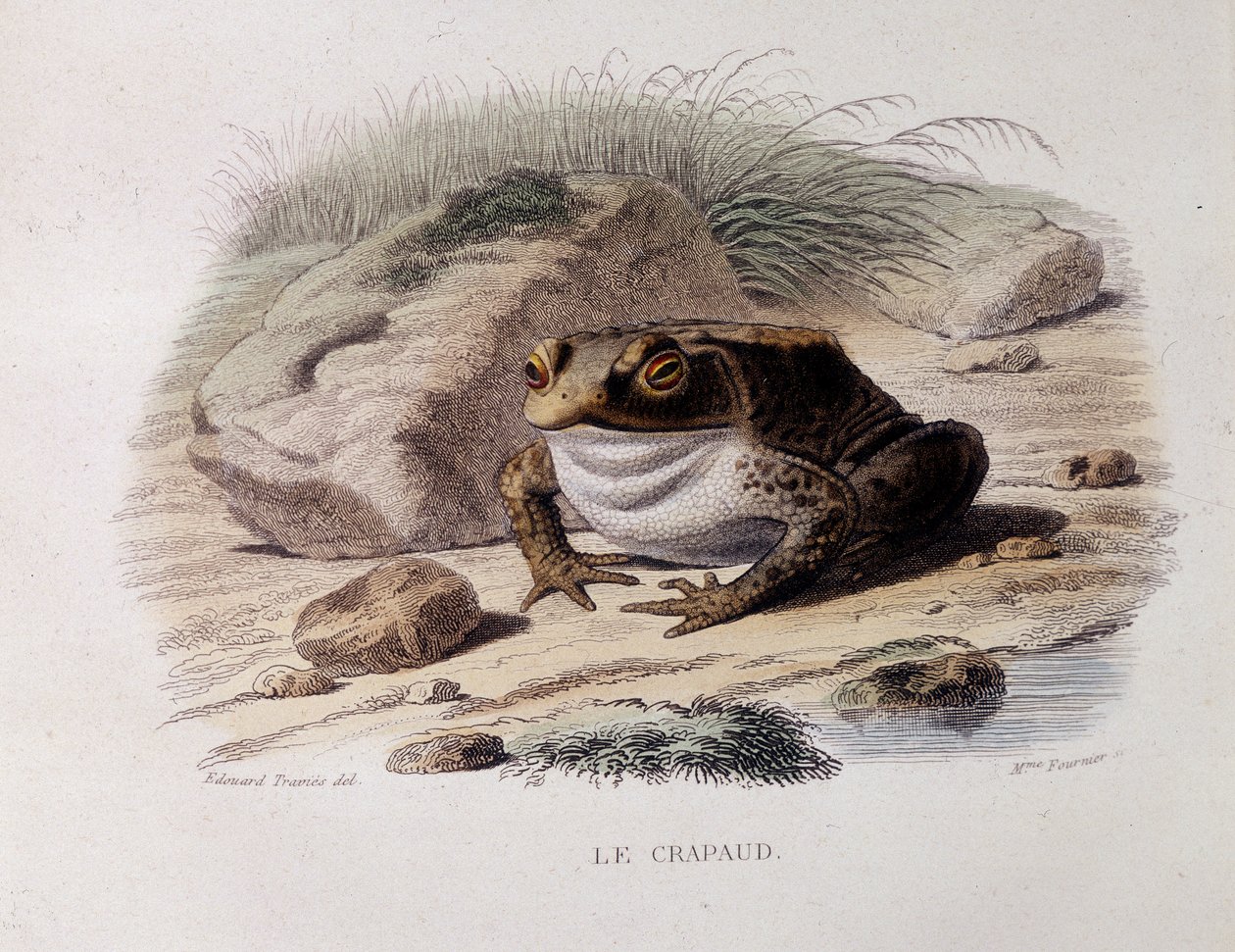 Ropucha obecná (Bufo bufo) - v „“ Lacepede““ od French School