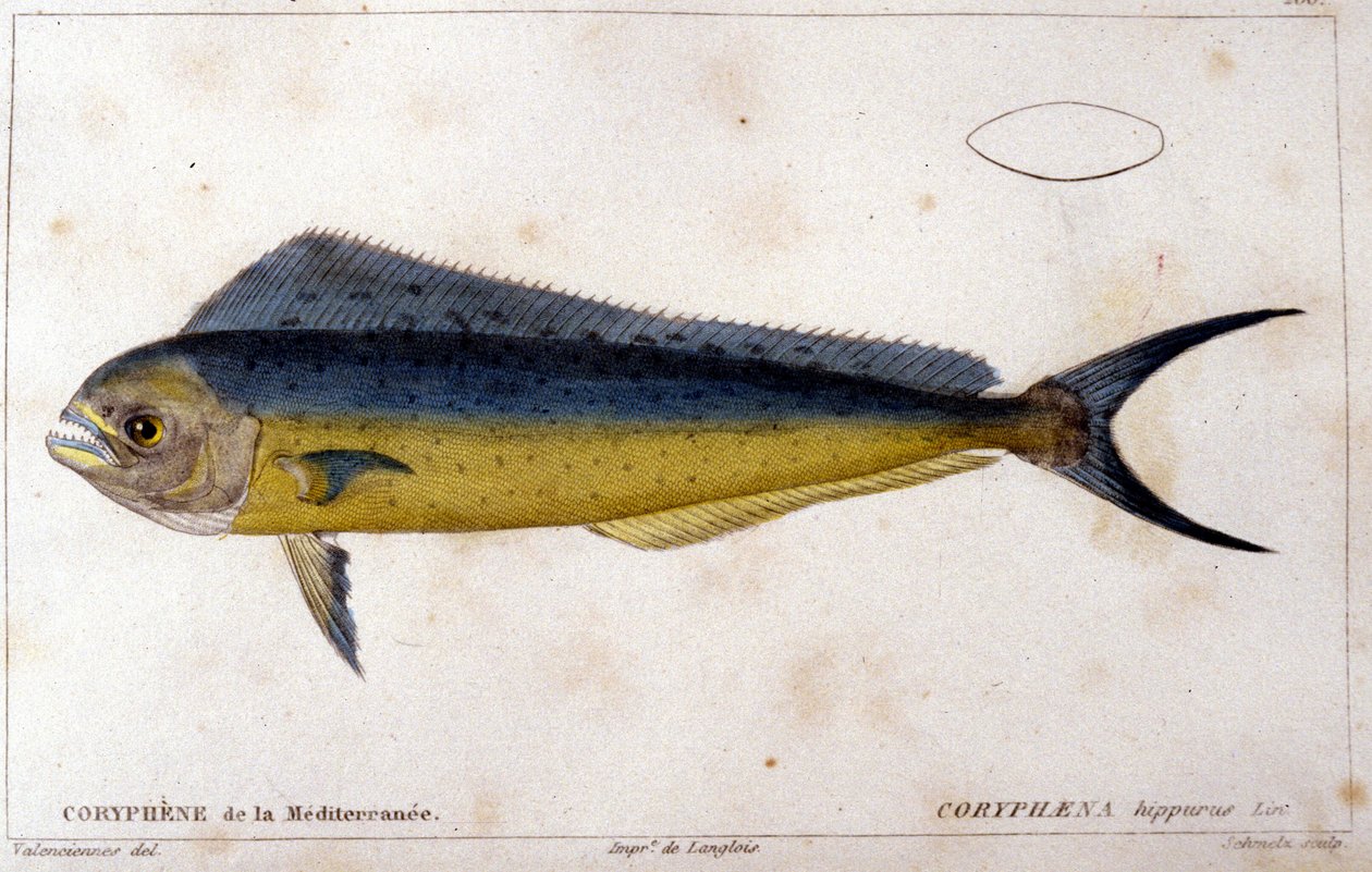 Koryfén Středozemního moře po „Histoire naturelle des poissons“ od Cuviera, Valenciennes, Paříž od French School