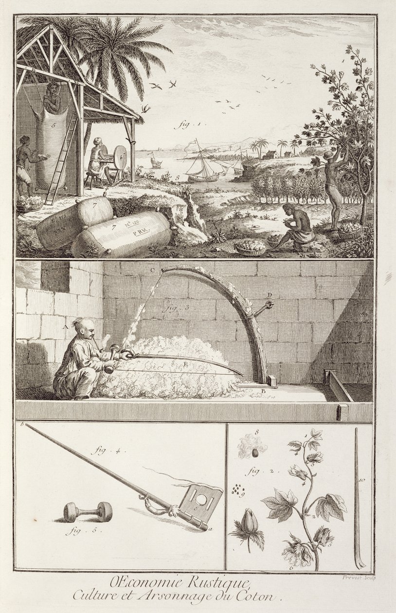 Pěstování bavlny, z encyklopedie Denise Diderota (1713-84), vyryl A. Provost (fl.1834-55), kolem 1760 od French School